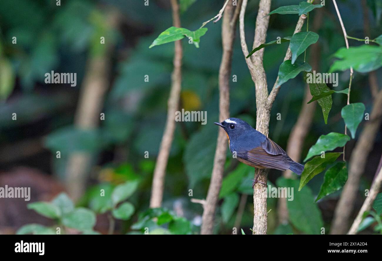 Buxa Tiger Reserve, West Bengal, India. Snowy-browed Flycatcher, Male, Ficedula hyperythra Stock Photo