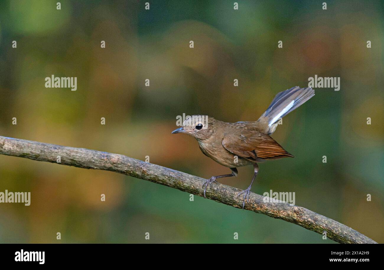 Buxa Tiger Reserve, West Bengal, India. White-tailed Robin, Female, Myiomela leucura Stock Photo