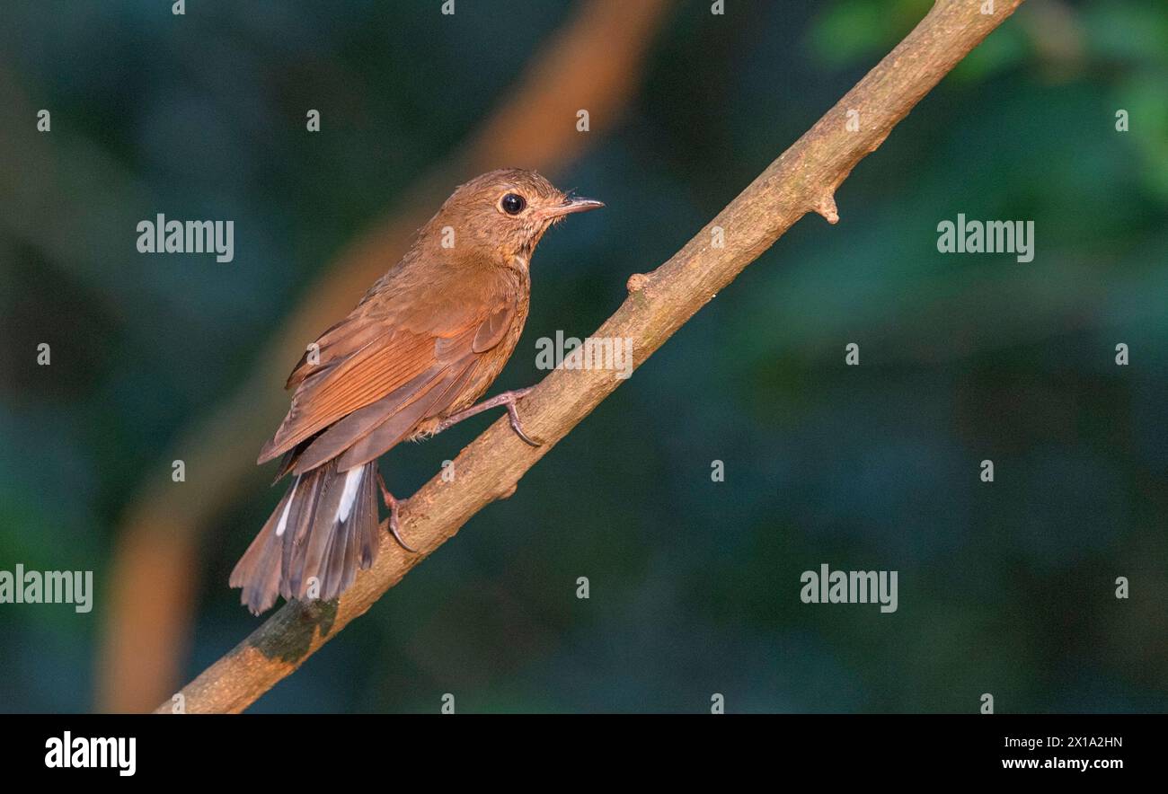 Buxa Tiger Reserve, West Bengal, India. White-tailed Robin, Female, Myiomela leucura Stock Photo