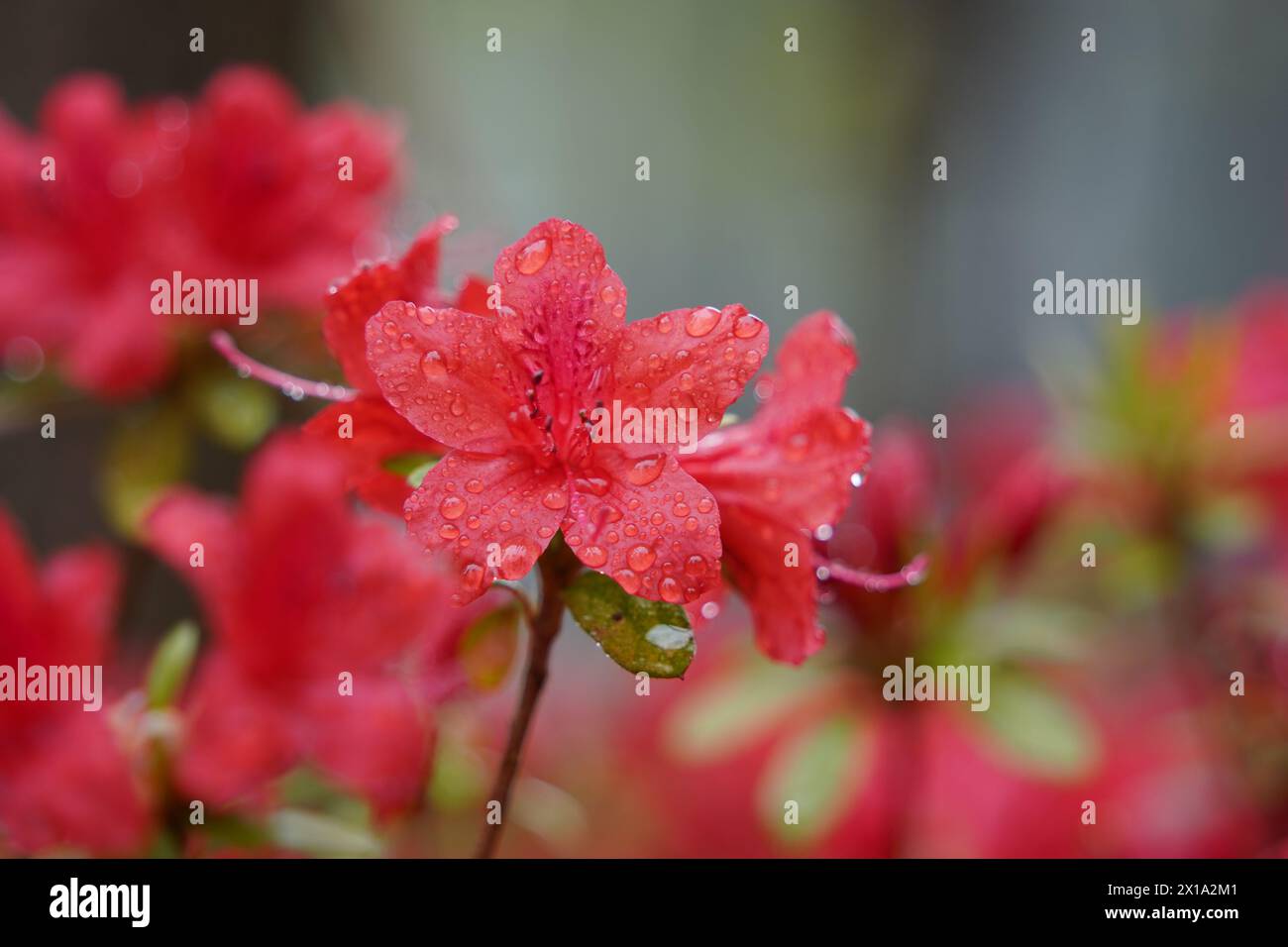 Raindrops formed on red azalea Stock Photo