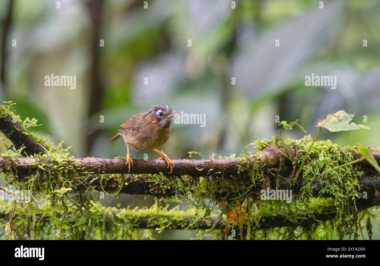 Changthang East Sikkim, India. Grey-throated babbler, Stachyris nigriceps Stock Photo