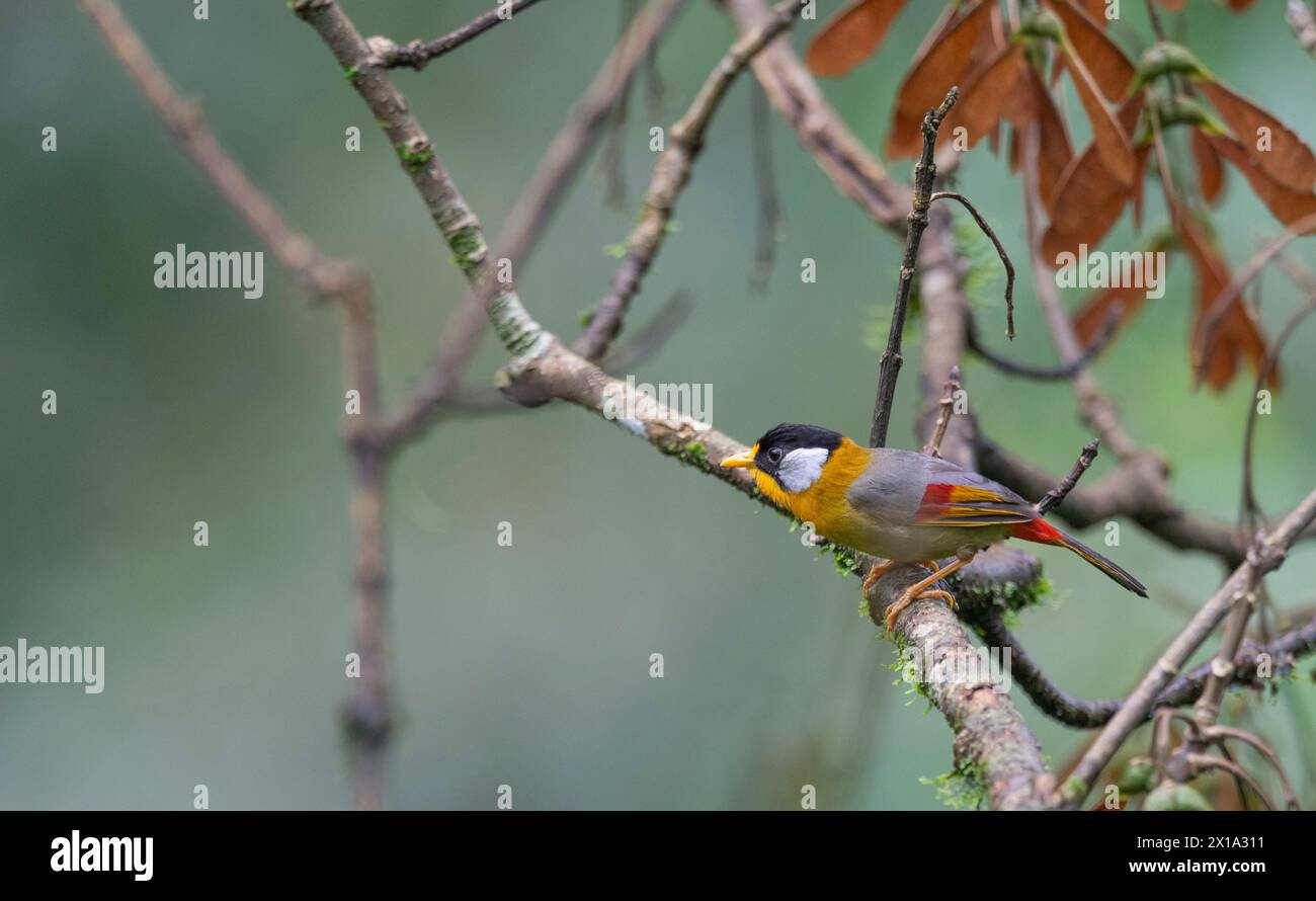 Changthang East Sikkim, India. Silver-eared mesia,  Leiothrix argentauris Stock Photo