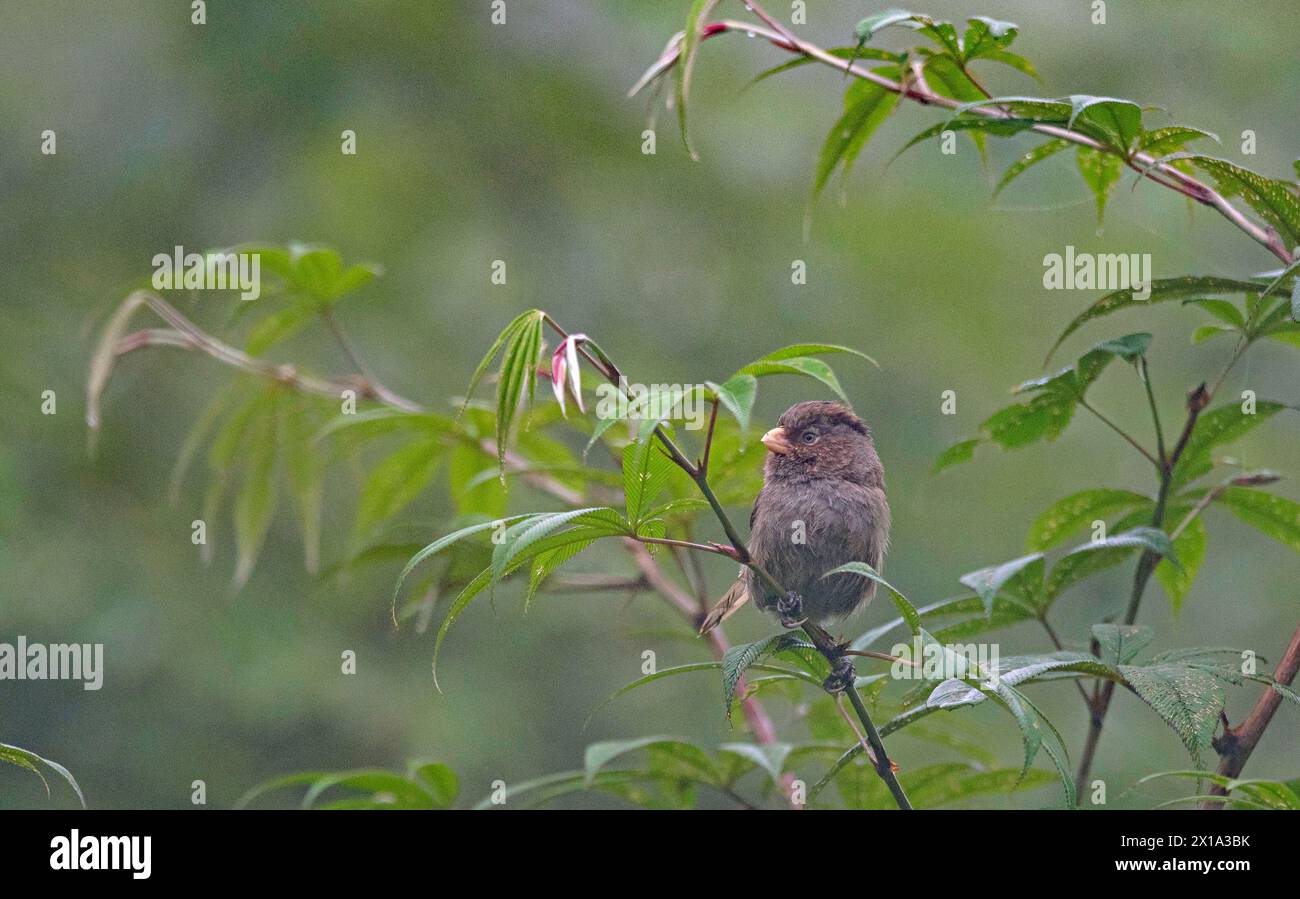 Senchal Wildlife Sanctuary, Darjeeling District, West Bengal, India.Brown Parrotbill, Psittiparus ruficeps, Vulnerable Stock Photo