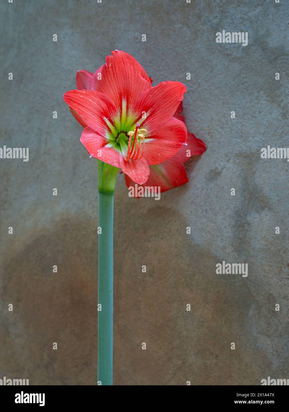 Closeup view of bright red hippeastrum puniceum flower aka Barbados lily, Easter lily or cacao lily blooming outdoors isolated on grey blue background Stock Photo