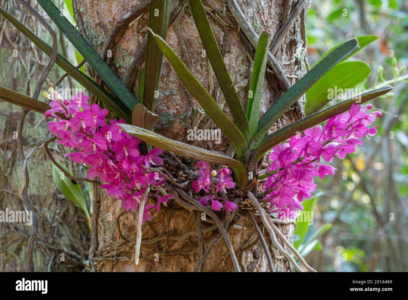 Closeup view of purple pink flowers of ascocentrum ampullaceum epiphytic orchid species blooming outdoors in tropical garden Stock Photo