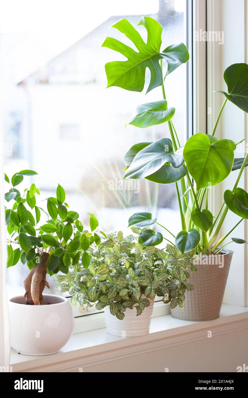 houseplants fittonia, monstera and ficus microcarpa ginseng in white flowerpots on window sill Stock Photo