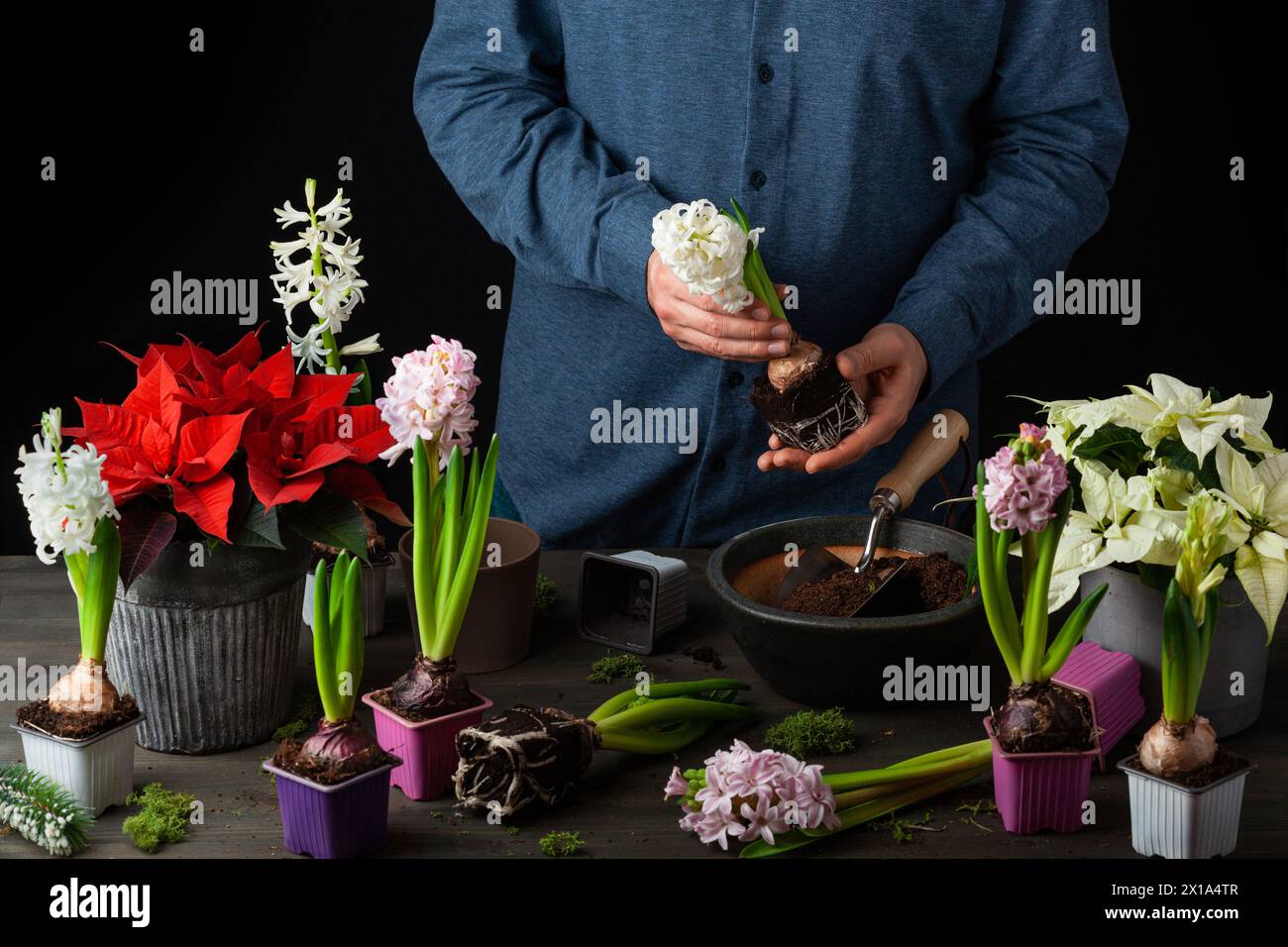 man gardener planting winter or spring flowers hyacinth on black background Stock Photo