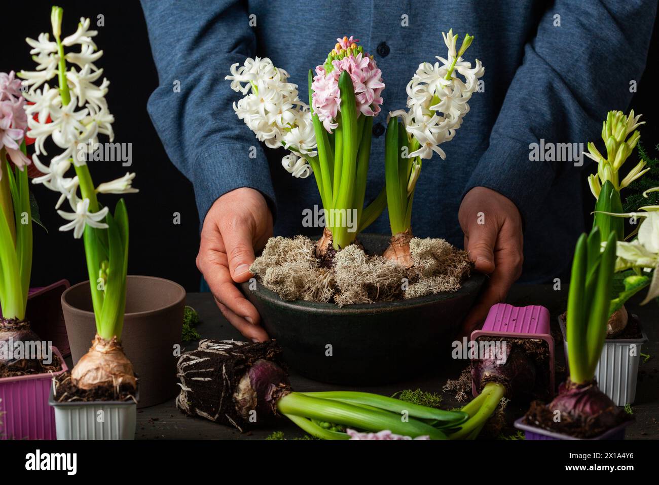 man gardener planting winter or spring flowers hyacinth on black background Stock Photo