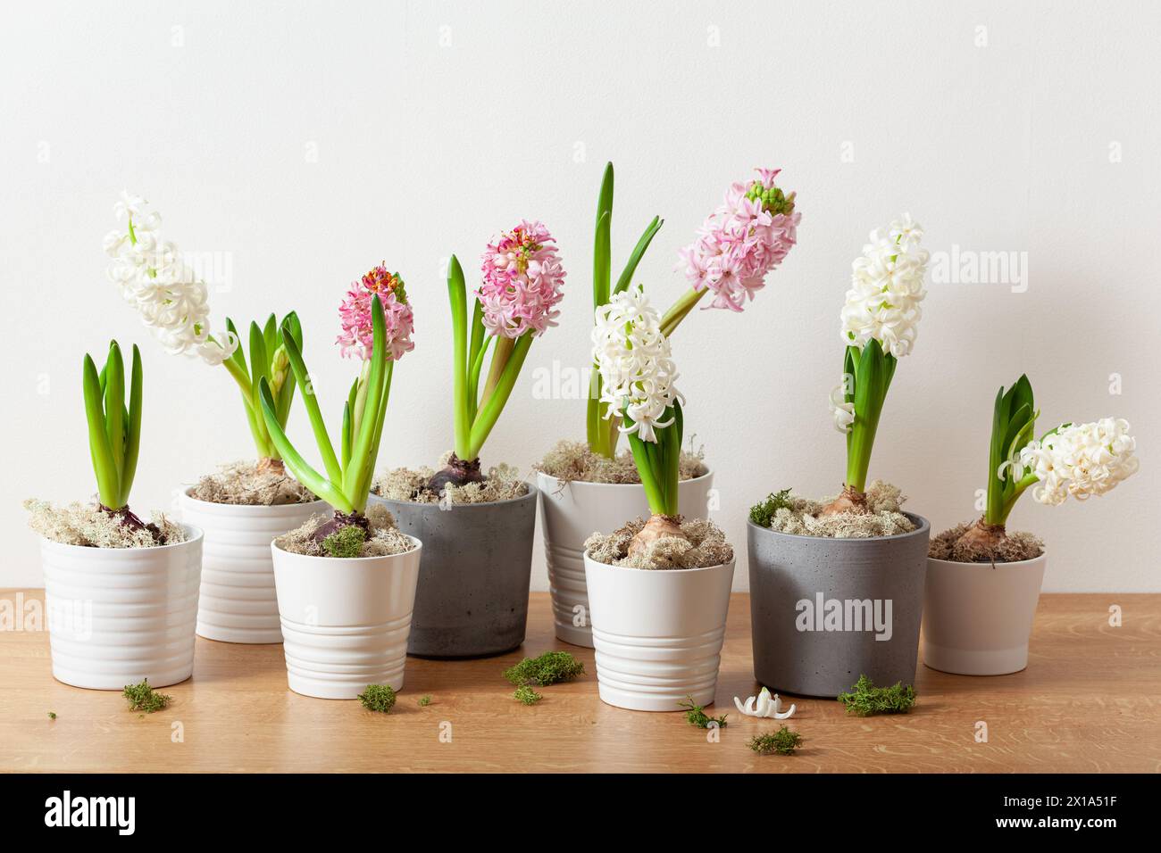 white pink hyacinth traditional winter christmas or spring flower Stock Photo