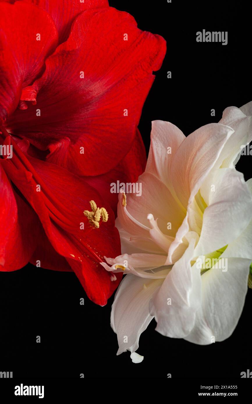 metaphor of love passion sex erotic couple, two amaryllis flowers touching each other Stock Photo