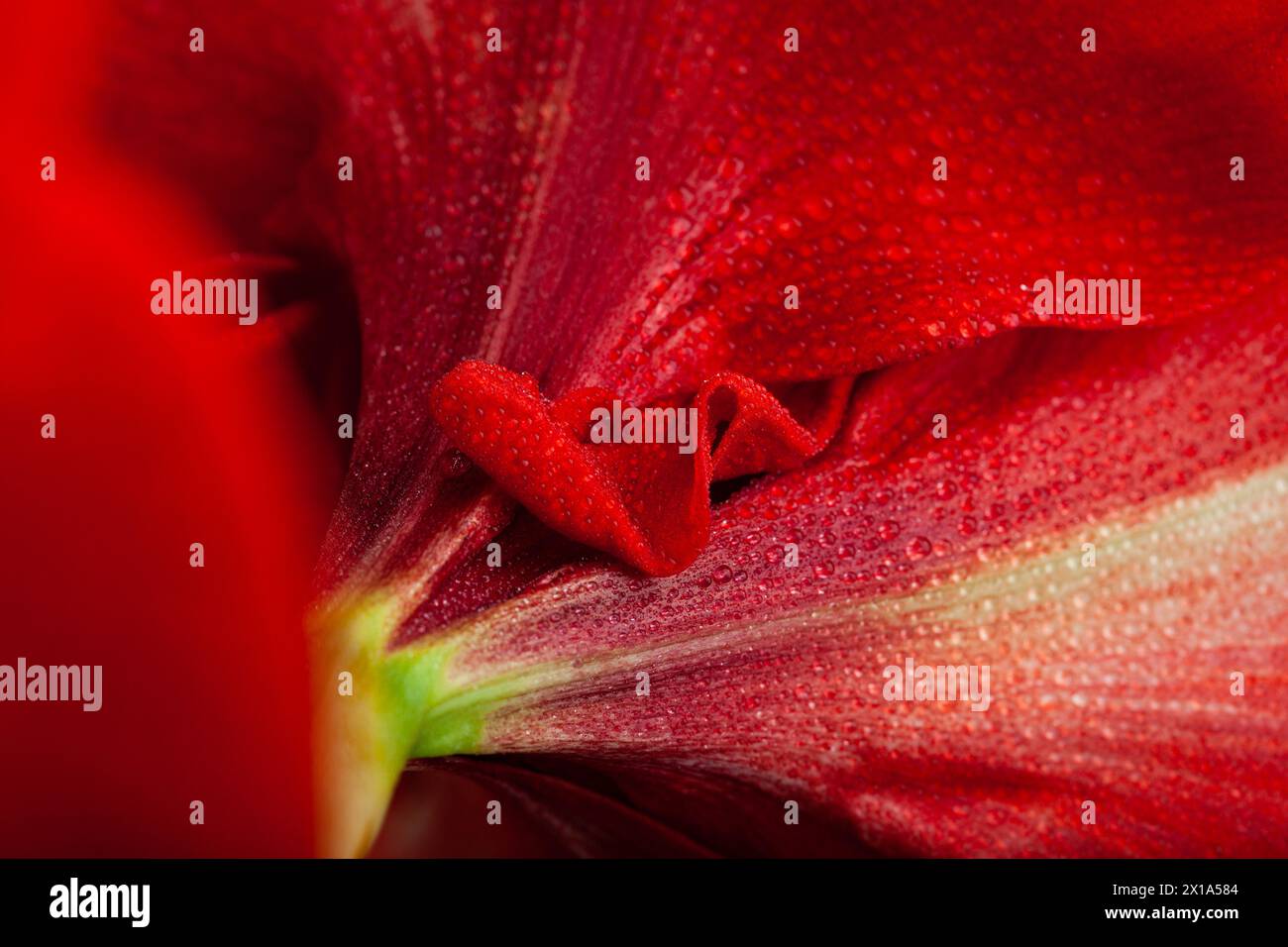 red winter christmas flower amaryllis Merry Christmas closeup Stock Photo