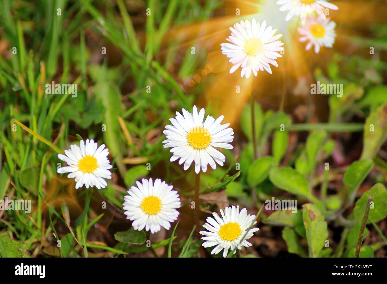 Petites pâquerettes sous le soleil Stock Photo