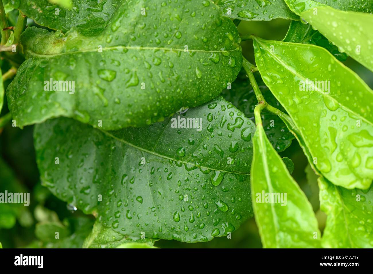Ficus 1 hi-res stock photography and images - Alamy