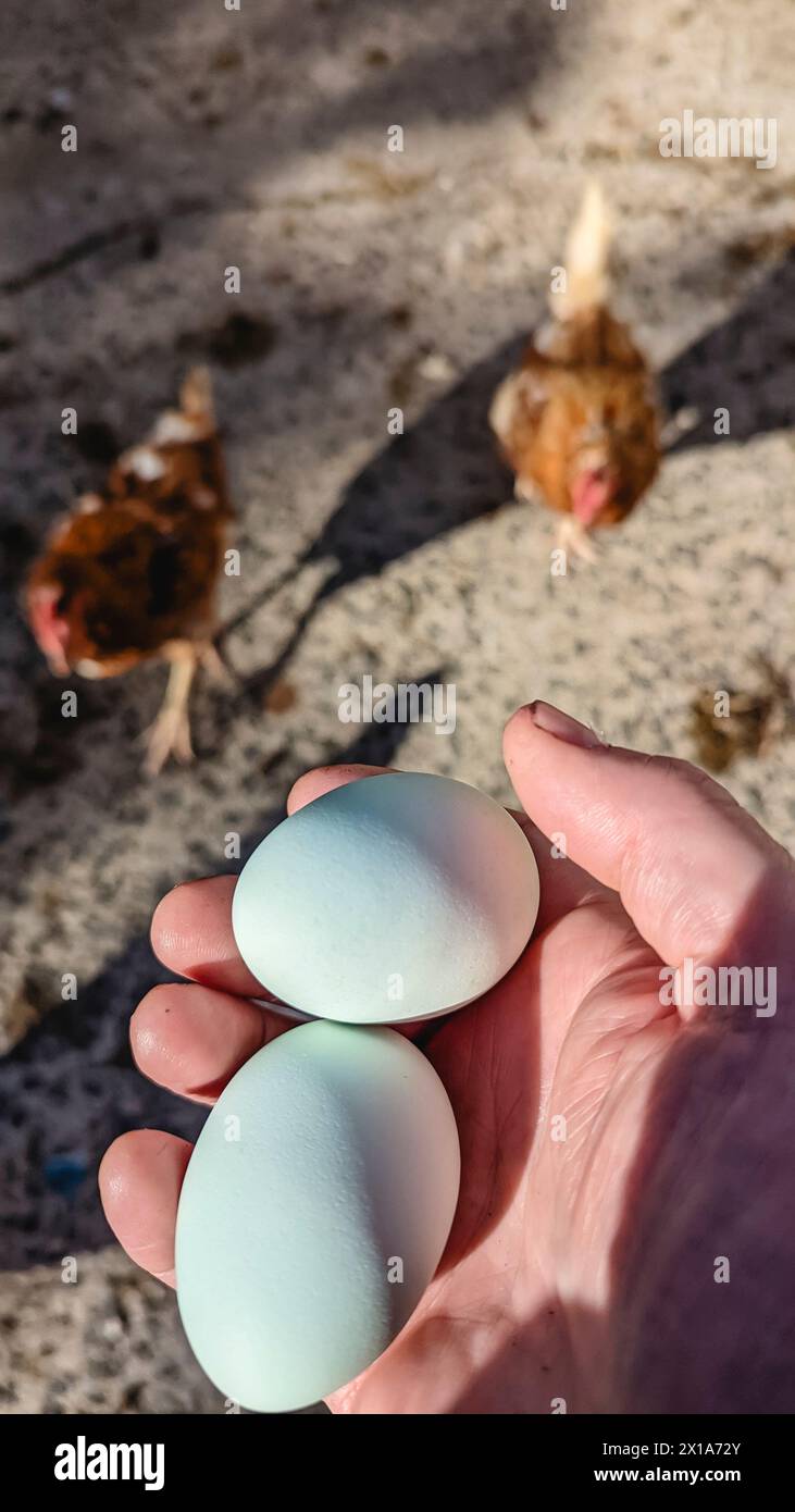 Two large blue eggs freshly laid by chickens. Stock Photo