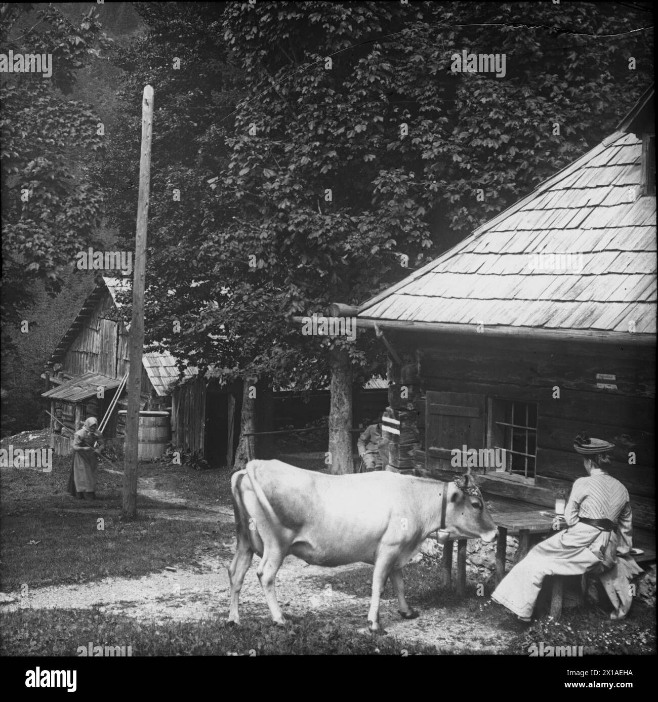 Lacka floor: lacka floor hut, lacka floor: tourist with a rubberneck cow near the lacka floor hut. photographic. view 1902, 1902 - 19020101 PD0875 - Rechteinfo: Rights Managed (RM) Stock Photo