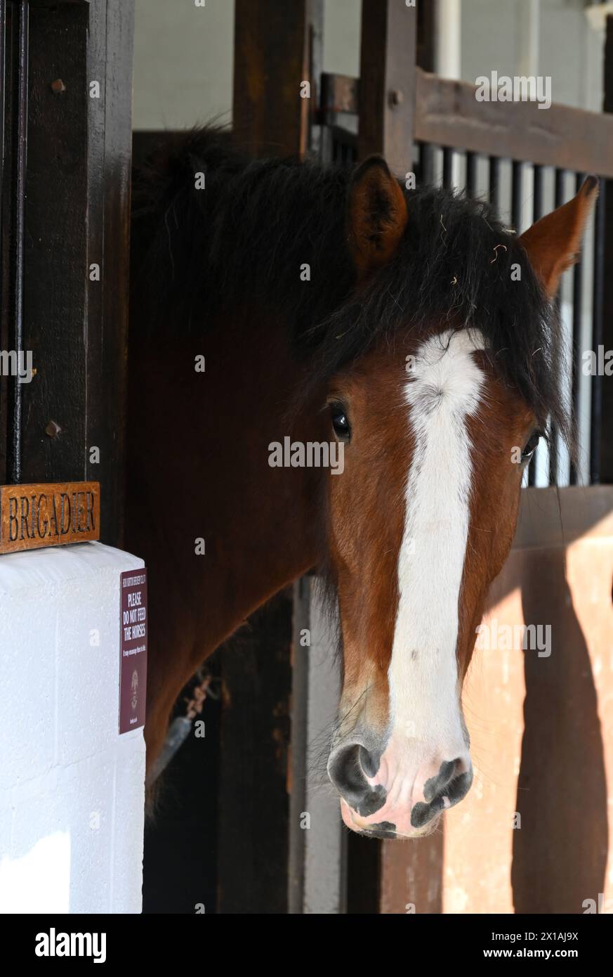 Brigadier, one of Hook Norton Brewery's shire horses looking out from his stable at the brewery. Stock Photo