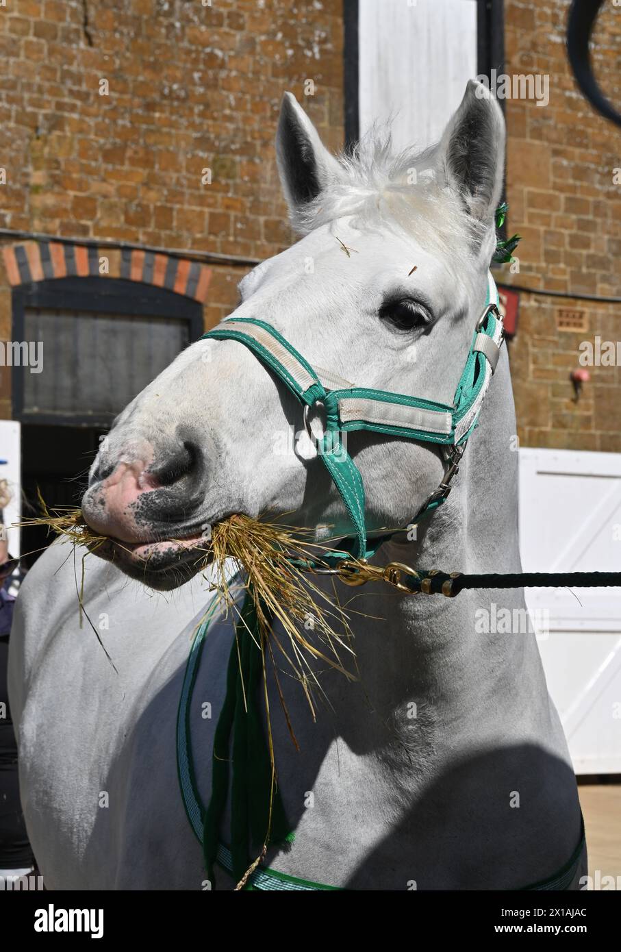 A British Percheron mare photographed at Hook Norton Brewery, Oxfordshire during a heavy horse workshop laid on by the brewery. Stock Photo