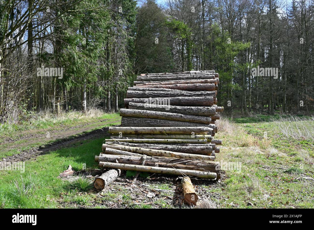Stacked logs by a footpath on the Ditchley Estate near Charlbury, Oxfordshire Stock Photo