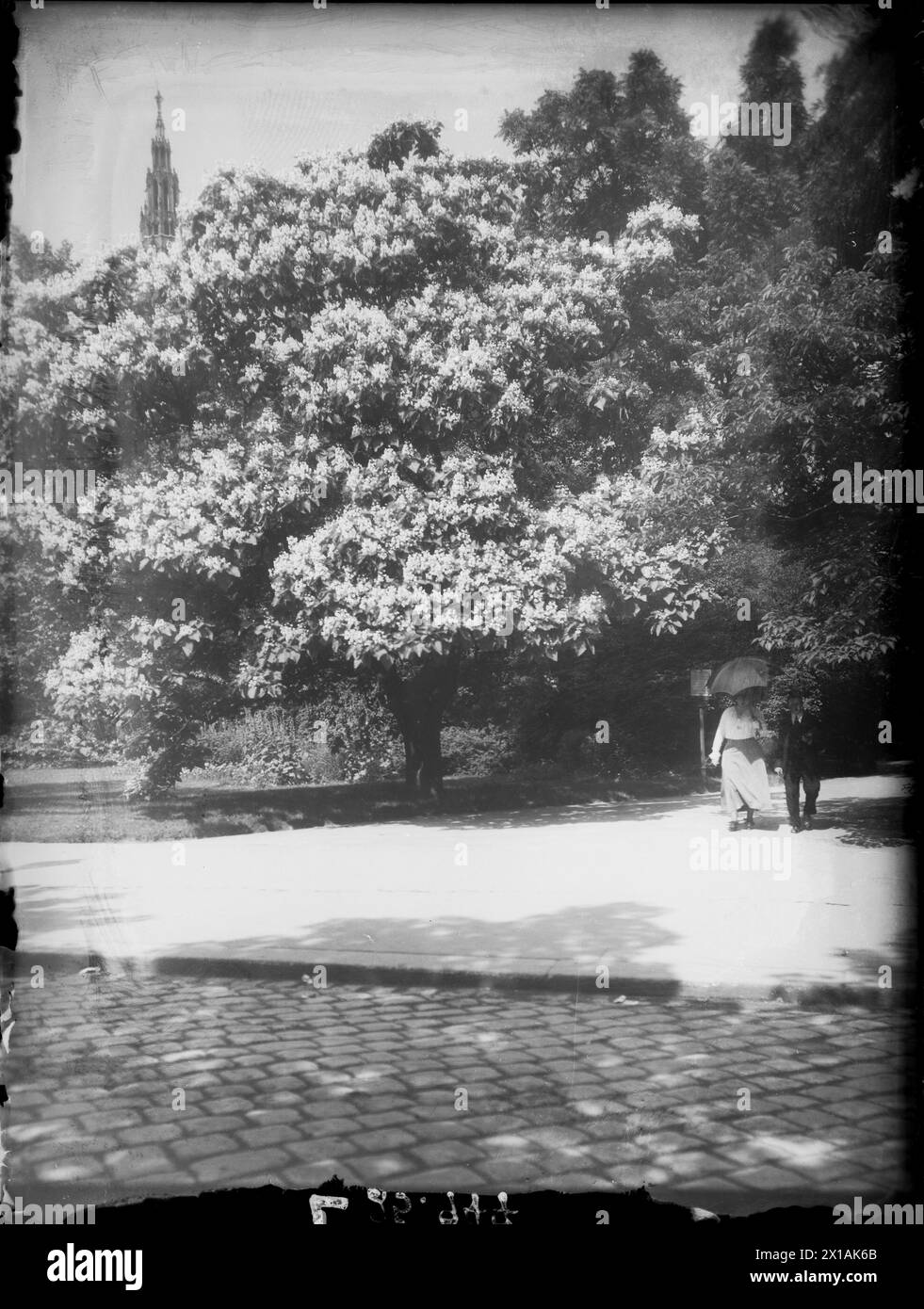 Vienna 1, townhall park, flowering Catalpa, 10.07.1918 - 19180710 PD0003 - Rechteinfo: Rights Managed (RM) Stock Photo