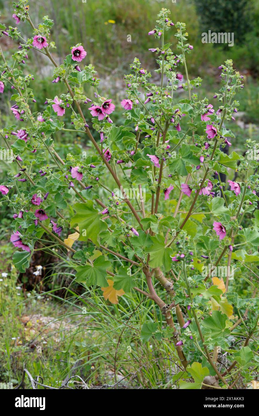 Baumförmige Strauchpappel, Strauchpappel, Baummalve, Baum-Malve, Buschmalve, Busch-Malve, Malva arborea, Lavatera arborea, tree mallow, La Mauve royal Stock Photo