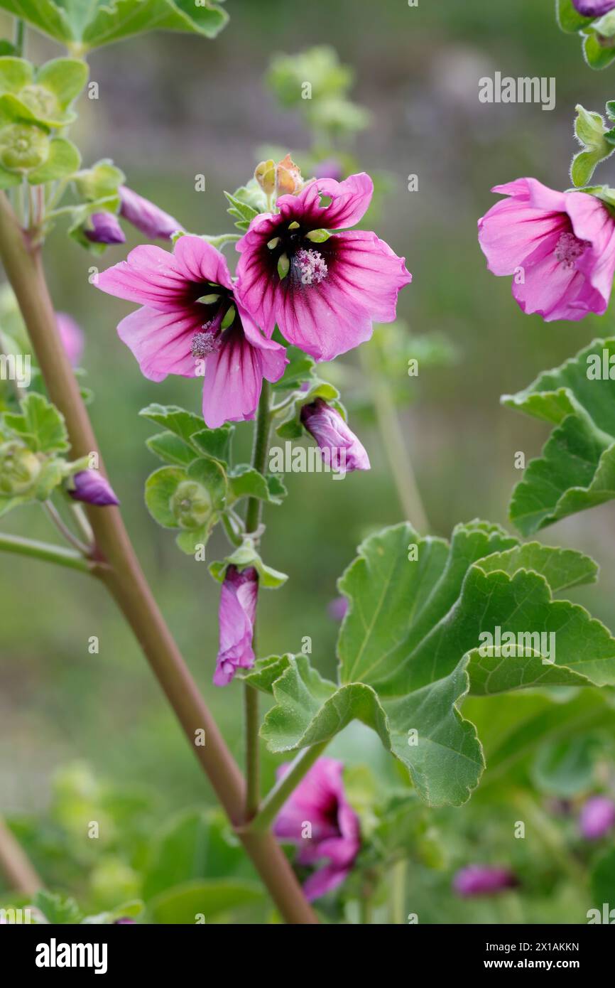 Baumförmige Strauchpappel, Strauchpappel, Baummalve, Baum-Malve, Buschmalve, Busch-Malve, Malva arborea, Lavatera arborea, tree mallow, La Mauve royal Stock Photo