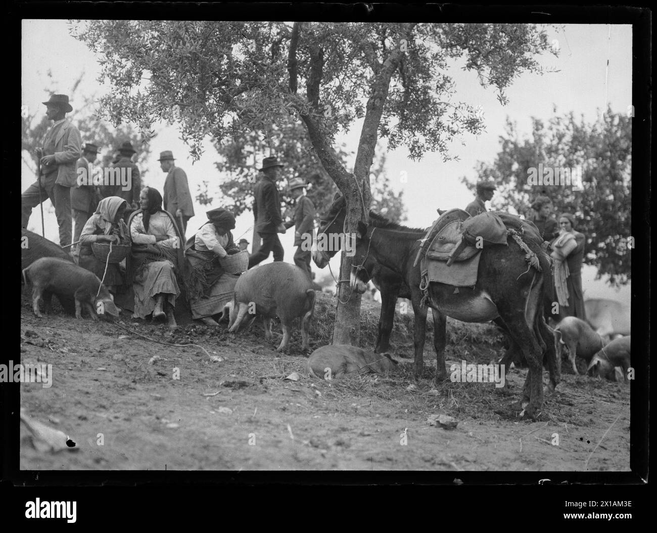 At beetroot of the cattle market in Assisi, loaded donkey, porcine, several people. three sitter women and two donkey, 1923 - 19230101 PD1164 - Rechteinfo: Rights Managed (RM) Stock Photo