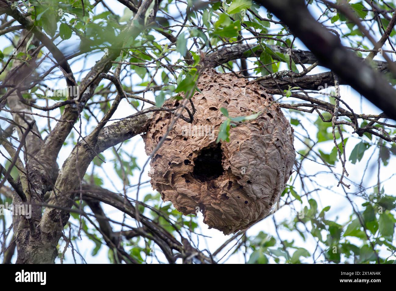 Asian wasp nest, Vespa velutina in a tree. Spain. Stock Photo