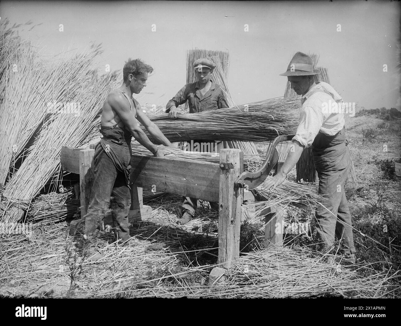 Reed processing reed processing at Rust, press and bandages of the sheaf after the cut in the reed belt, 1930 - 19300101 PD8767 - Rechteinfo: Rights Managed (RM) Stock Photo