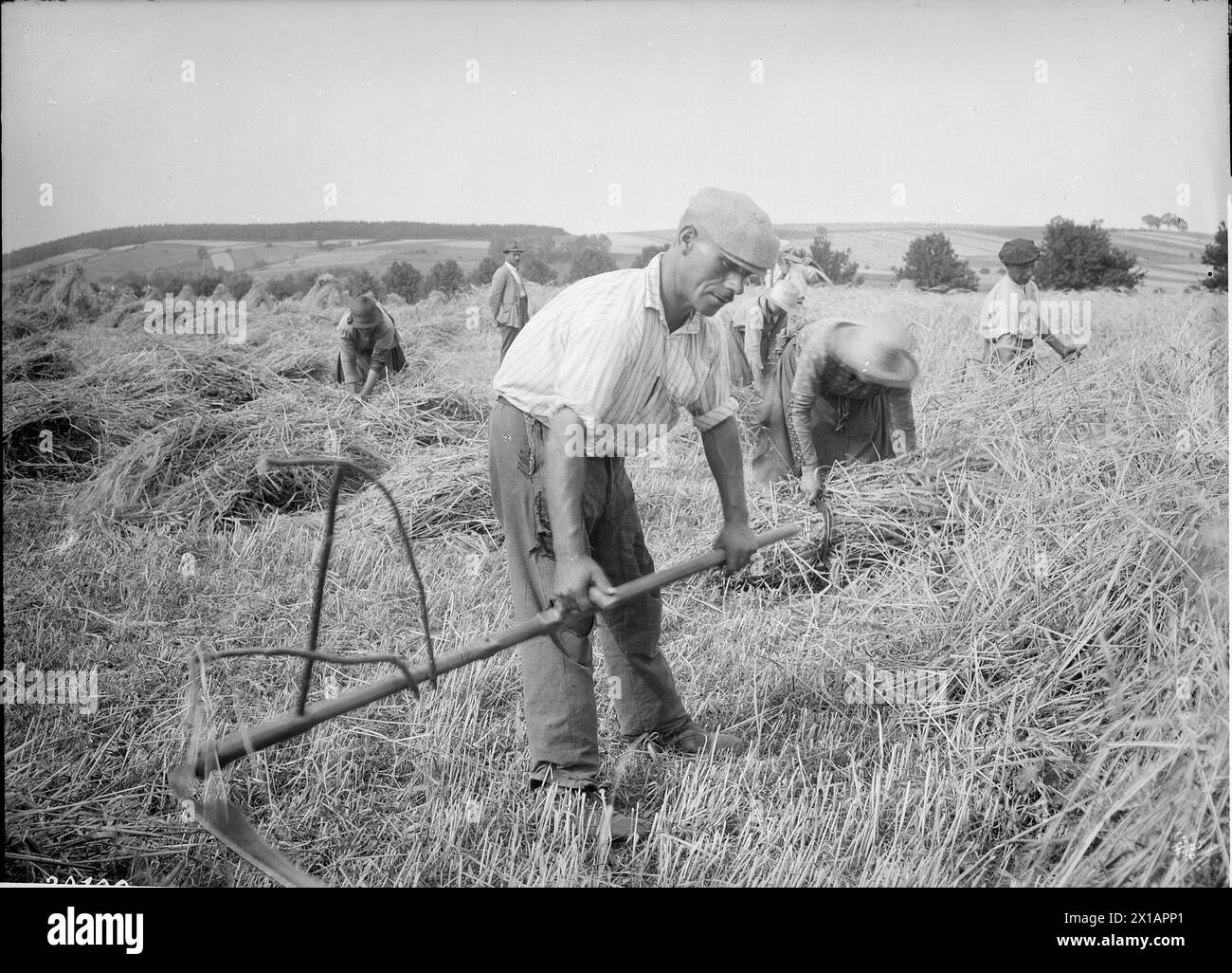 During Rechnitz, mowing cereals with the scythe and binding of sheaves, 1930 - 19300101 PD8908 - Rechteinfo: Rights Managed (RM) Stock Photo