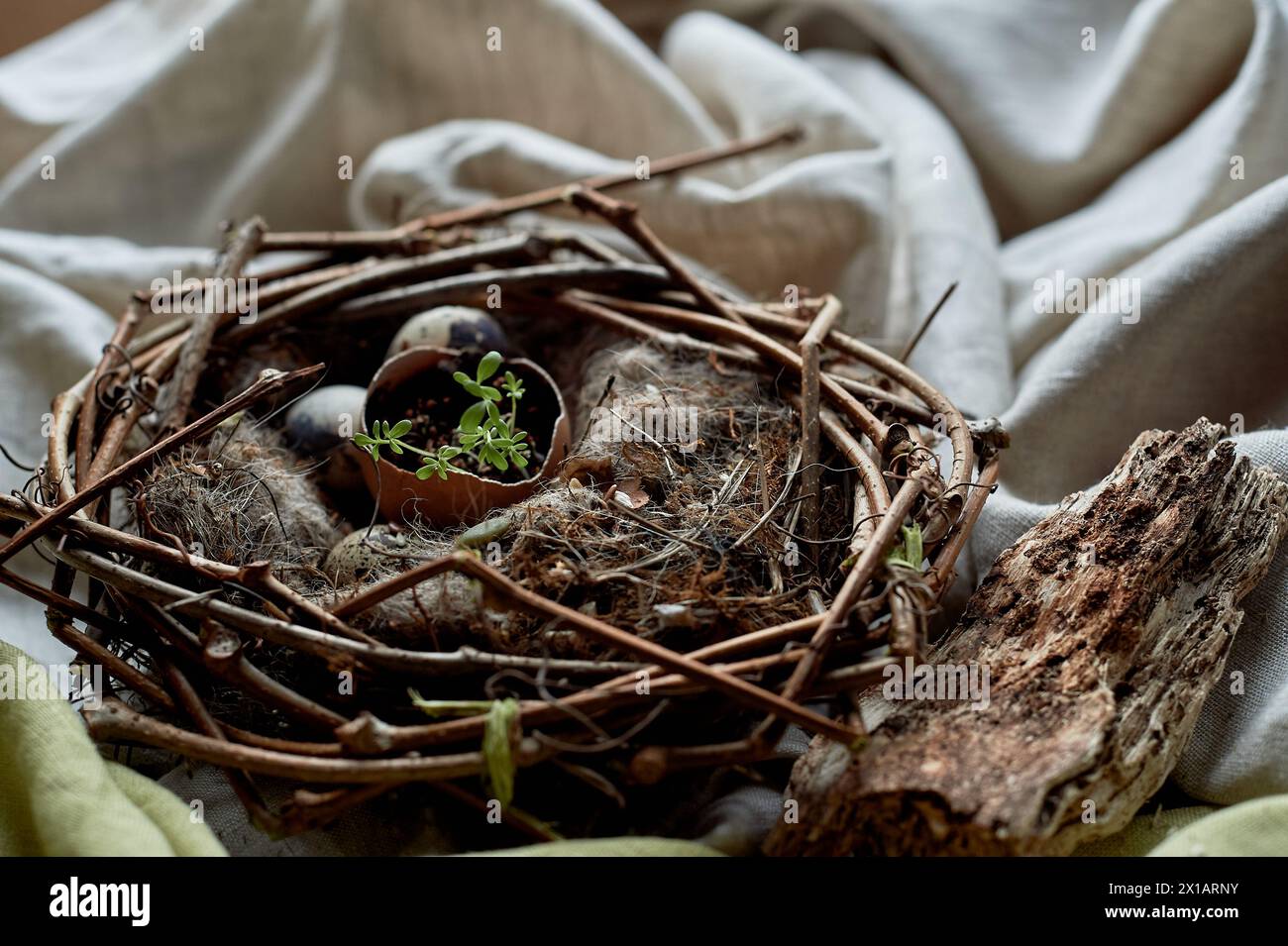 A bird nest made of twigs and grass contains eggs, with a plant growing ...