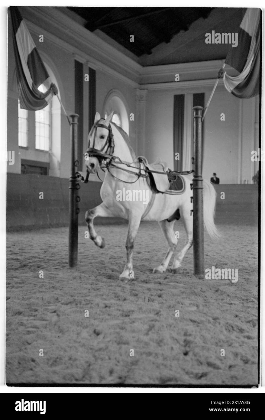 Spanish Riding School, 01.04.1948 19480401 PD0052 Rechteinfo