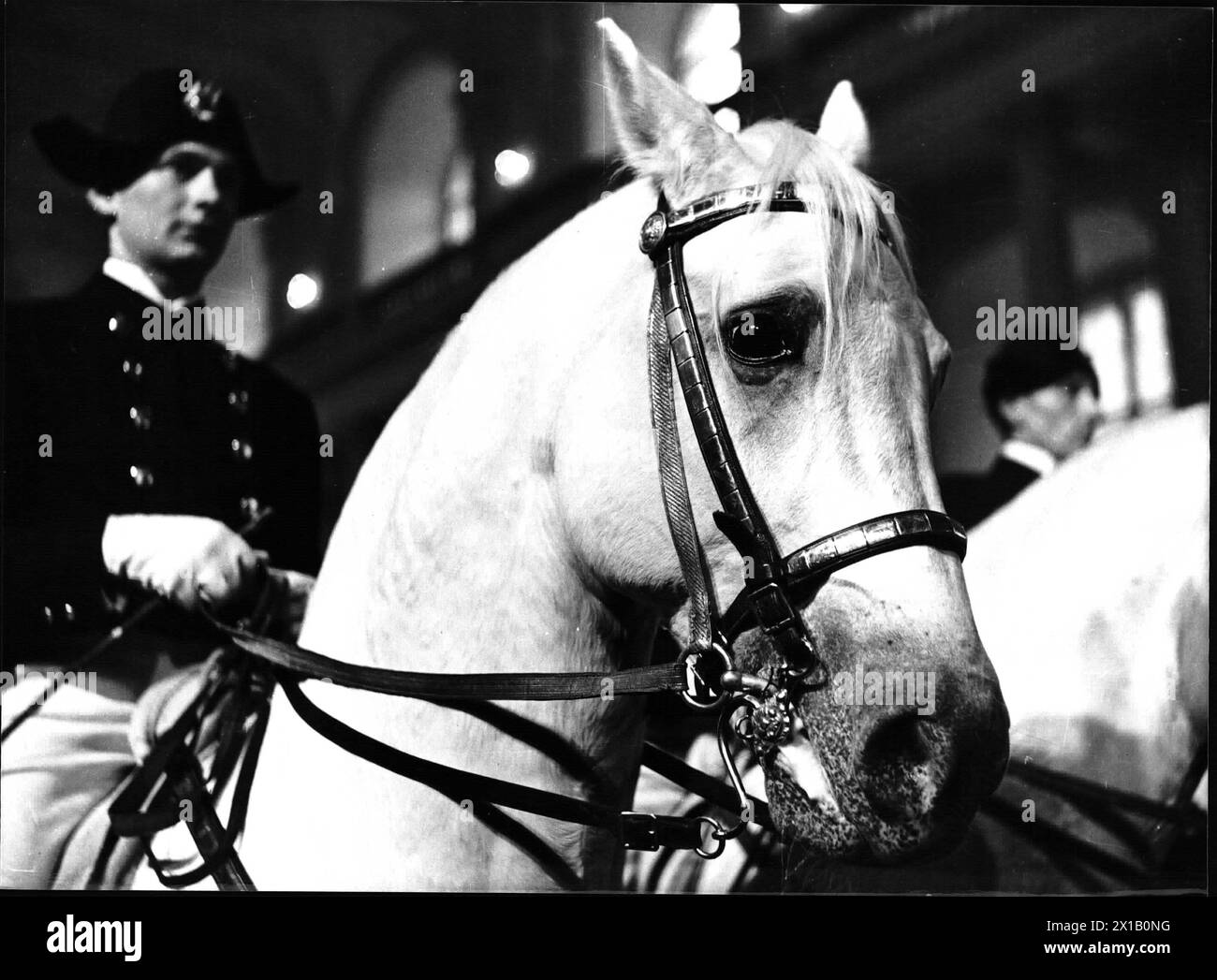 Demonstration of the Lipizzan in the 'Spanischen Hofreitschule', head of a Lipizzan in close-up, of the rider', 1955 - 19550101 PD4547 - Rechteinfo: Rights Managed (RM) Stock Photo