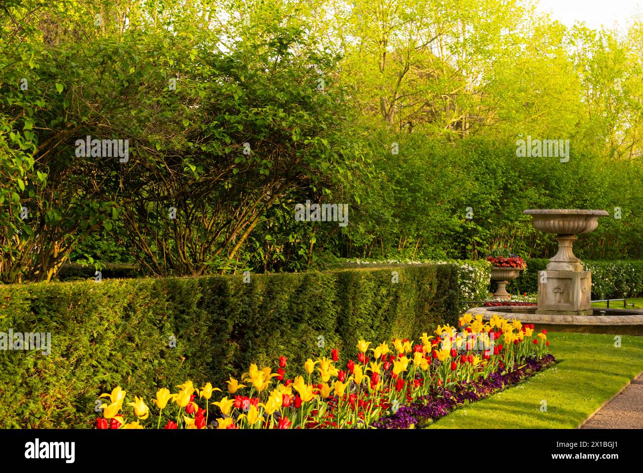 A display of red and yellow Tulipa - tulips in Avenue Gardens in Regent's Park, London Stock Photo