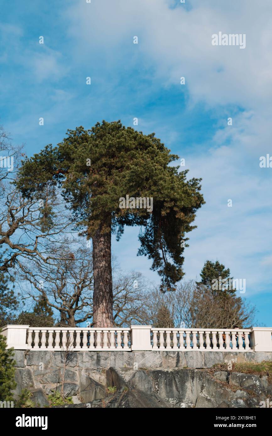 a tree in botanical garden on a balcony in stockholm sweden Stock Photo