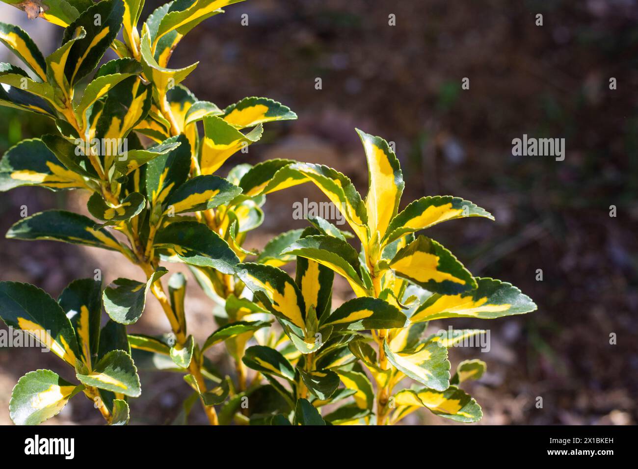 Euonymus japonicus in the garden Stock Photo