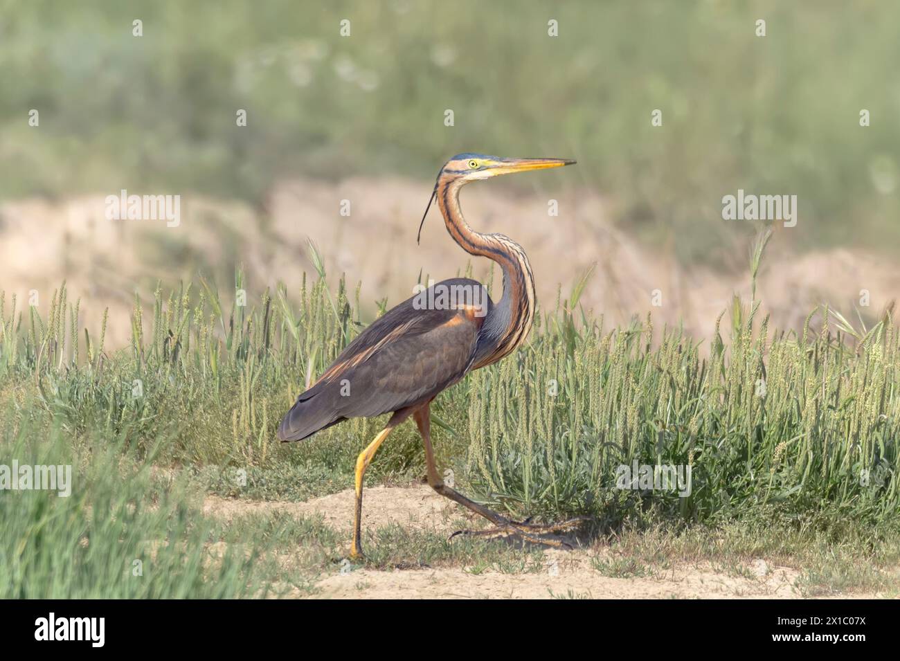Incomparably More incomparably hi-res stock photography and images - Alamy