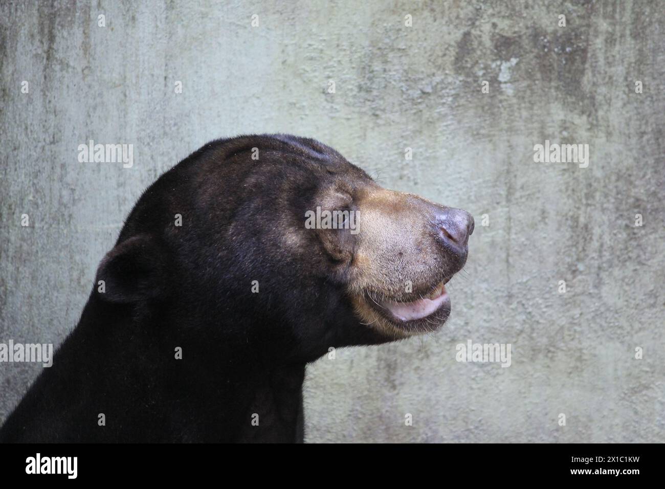 Facial features of the Sun Bear (Helarctos malayanus) from the side, the smallest bear species with small ears and a short snout. Stock Photo