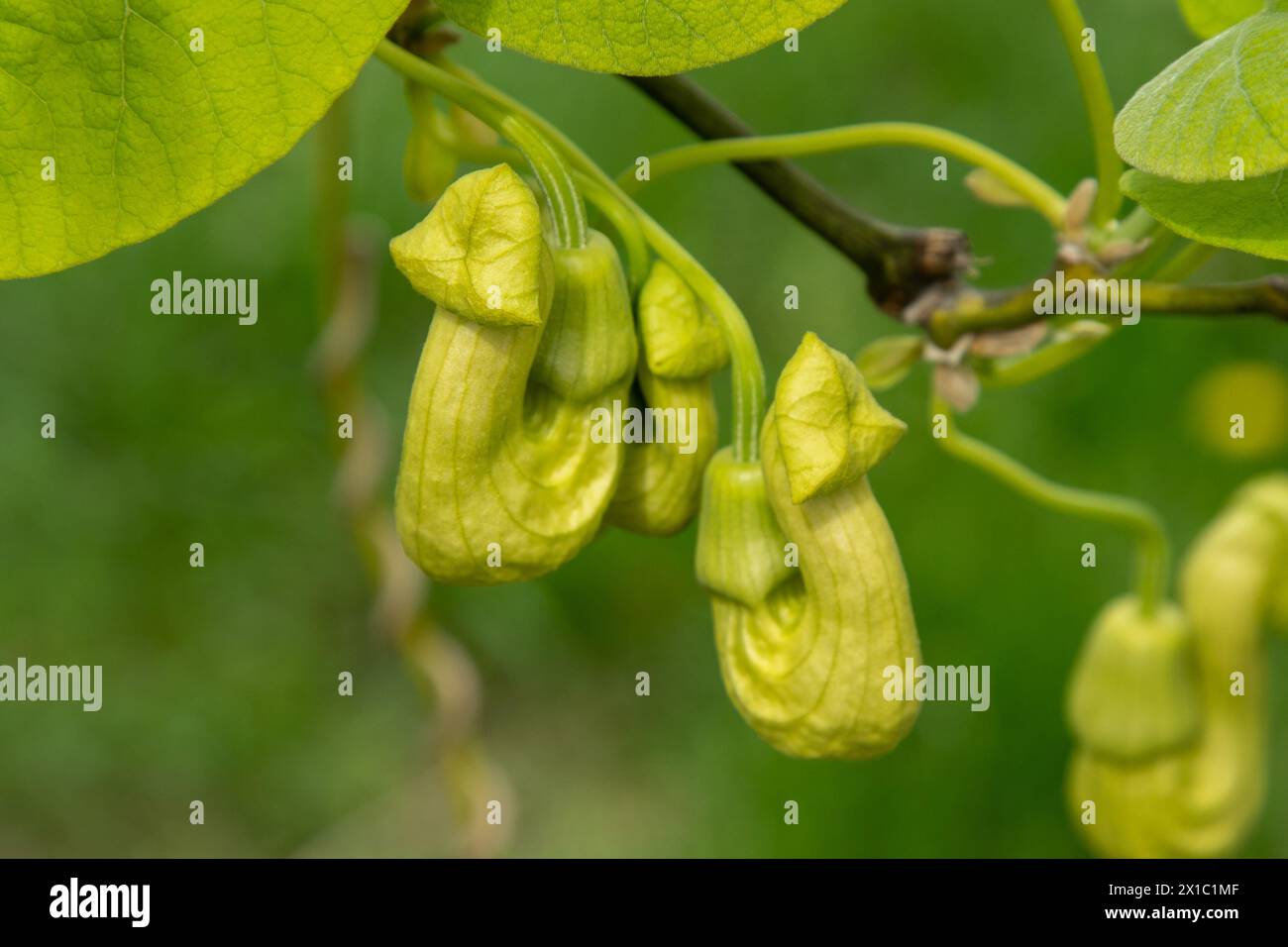 Flowers Aristolochia manshuriensis or Manchurian Pipevine Manchuria. Liana bud plant. Botany green leaf Stock Photo