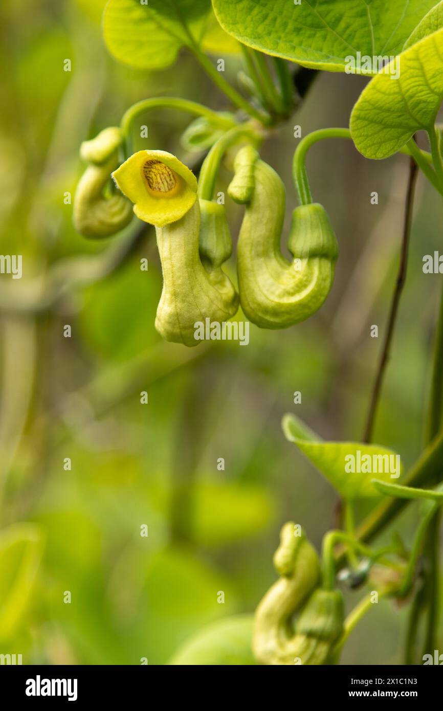 Flowers Aristolochia manshuriensis or Manchurian Pipevine Manchuria. Liana bud plant. Botany is an endangered species. Green leaf Stock Photo