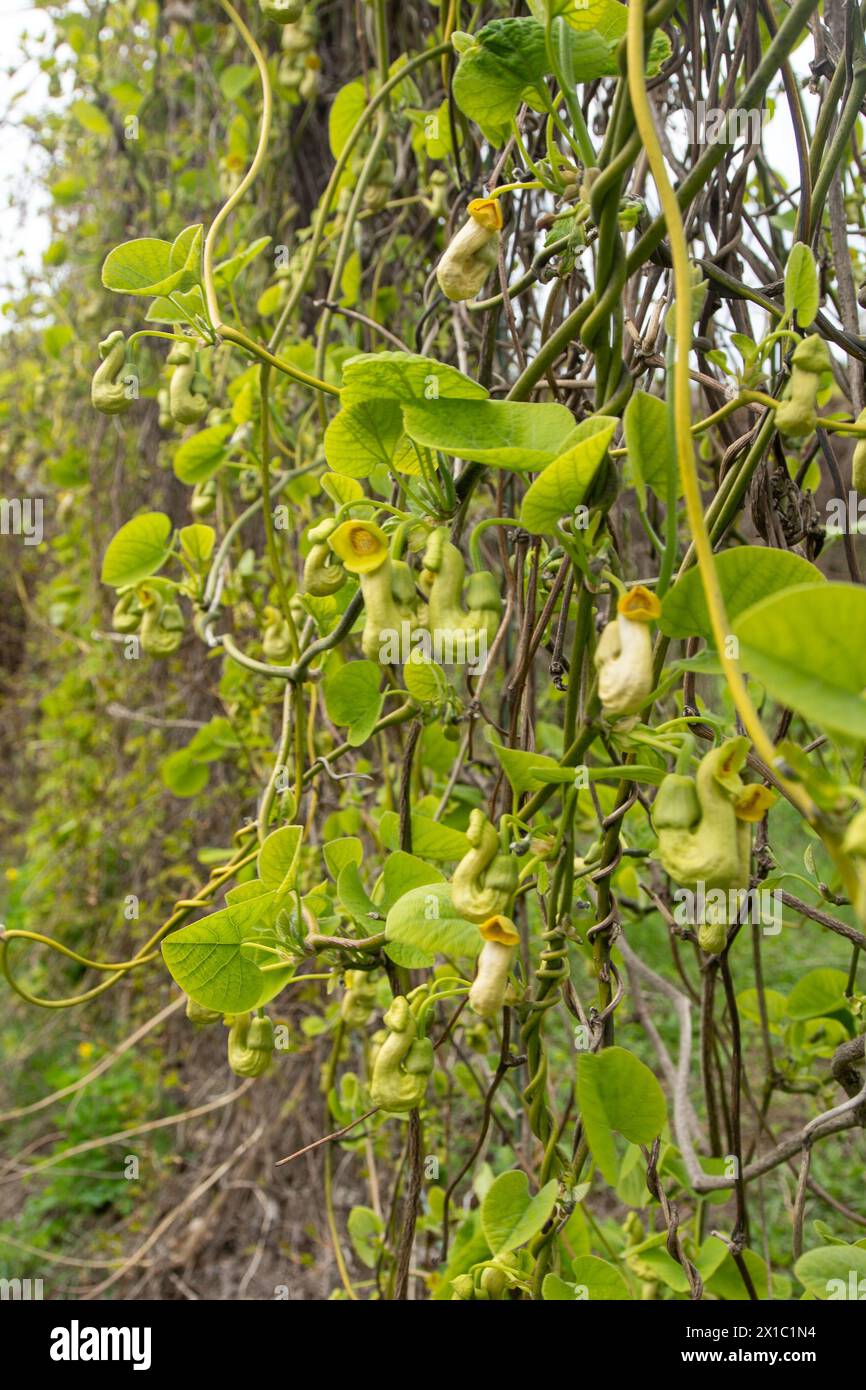 Flowers Aristolochia manshuriensis or Pipevine Manchuria. Liana bud plant. Botany is an endangered species. Green leaf. Stock Photo