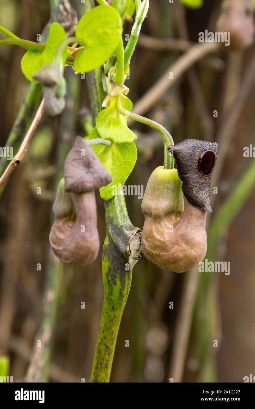 Flowers Aristolochia manshuriensis or Manchurian Pipevine Manchuria. Liana bud plant. Botany is an endangered species. Brown leaf. Stock Photo