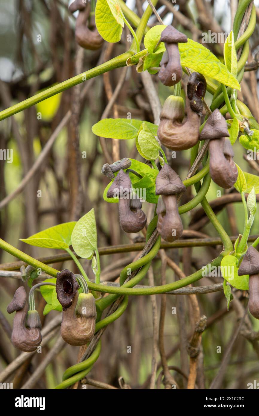Flowers Aristolochia manshuriensis or Manchurian Pipevine Manchuria. Liana bud plant. Botany is an endangered species. Brown exotic buds Stock Photo