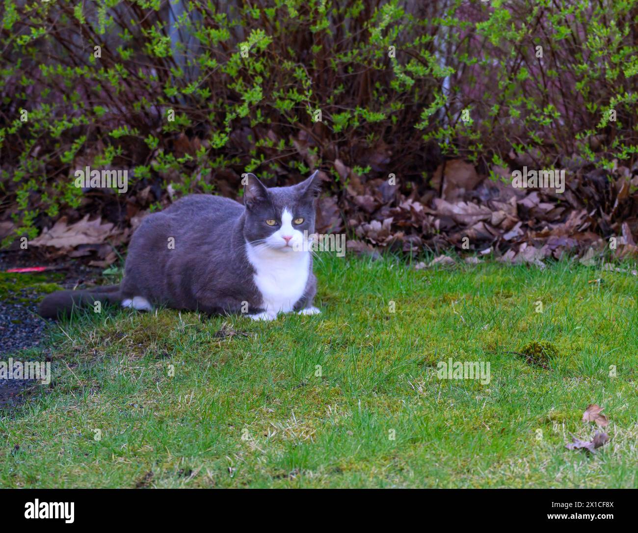 Black cat lying on grass hi-res stock photography and images - Alamy