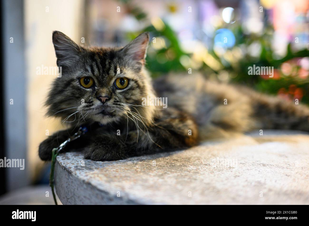 Grau-schwarz getigerte Katze auf einem Tisch - Ranong - Thailand, 12.02.2024 *** Gray black tabby cat on a table Ranong Thailand, 12 02 2024 Stock Photo