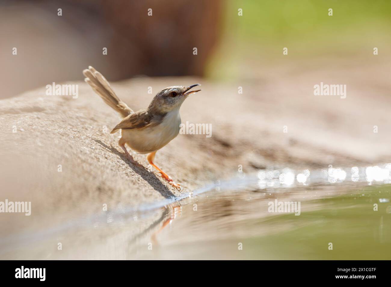Black chested Prinia standing backlit along waterhole in Kruger National park, South Africa ; Specie Prinia flavicans family of Cisticolidae Stock Photo