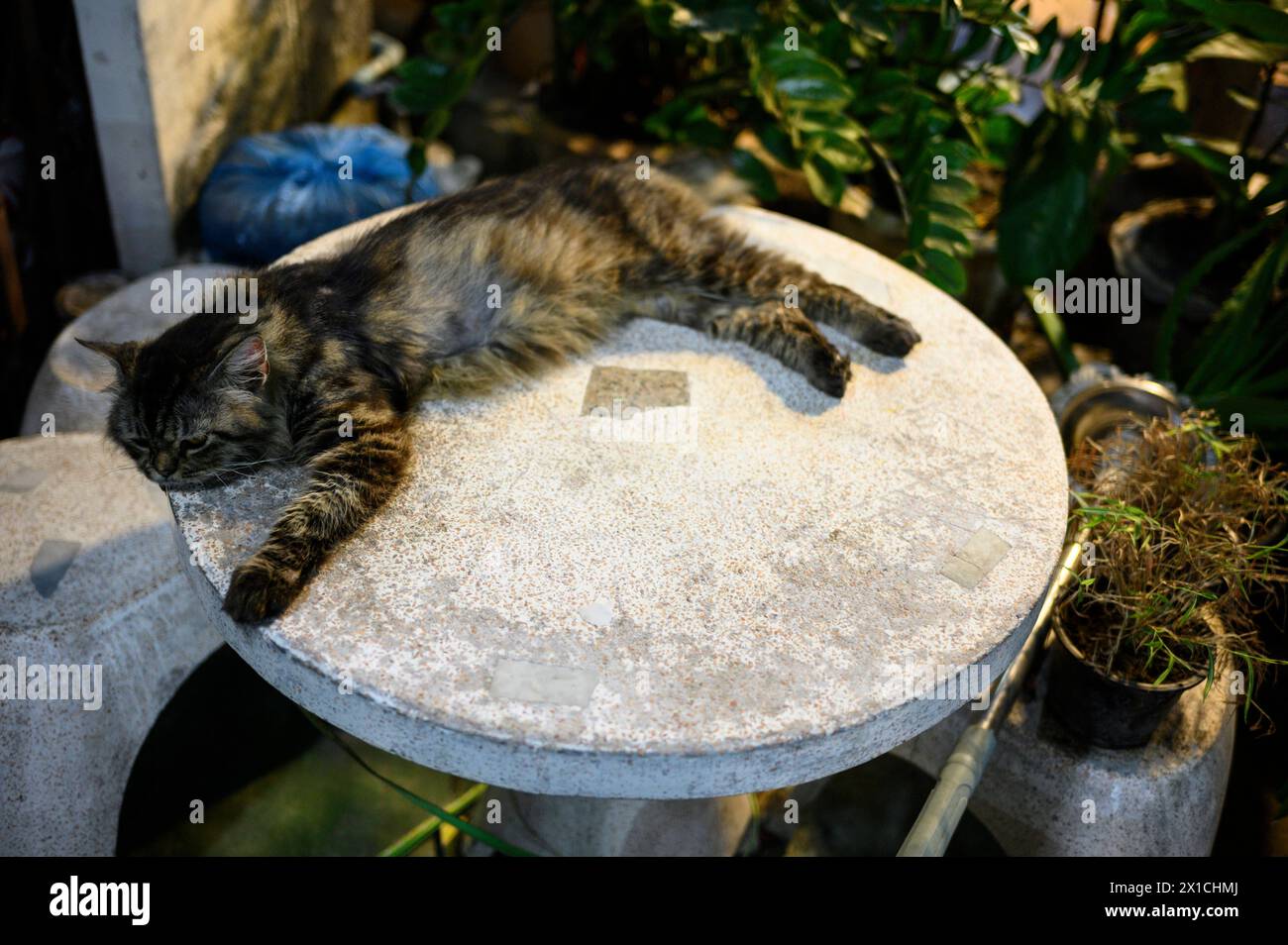Grau-schwarz getigerte Katze auf einem Tisch - Ranong - Thailand, 12.02.2024 *** Gray black tabby cat on a table Ranong Thailand, 12 02 2024 Stock Photo