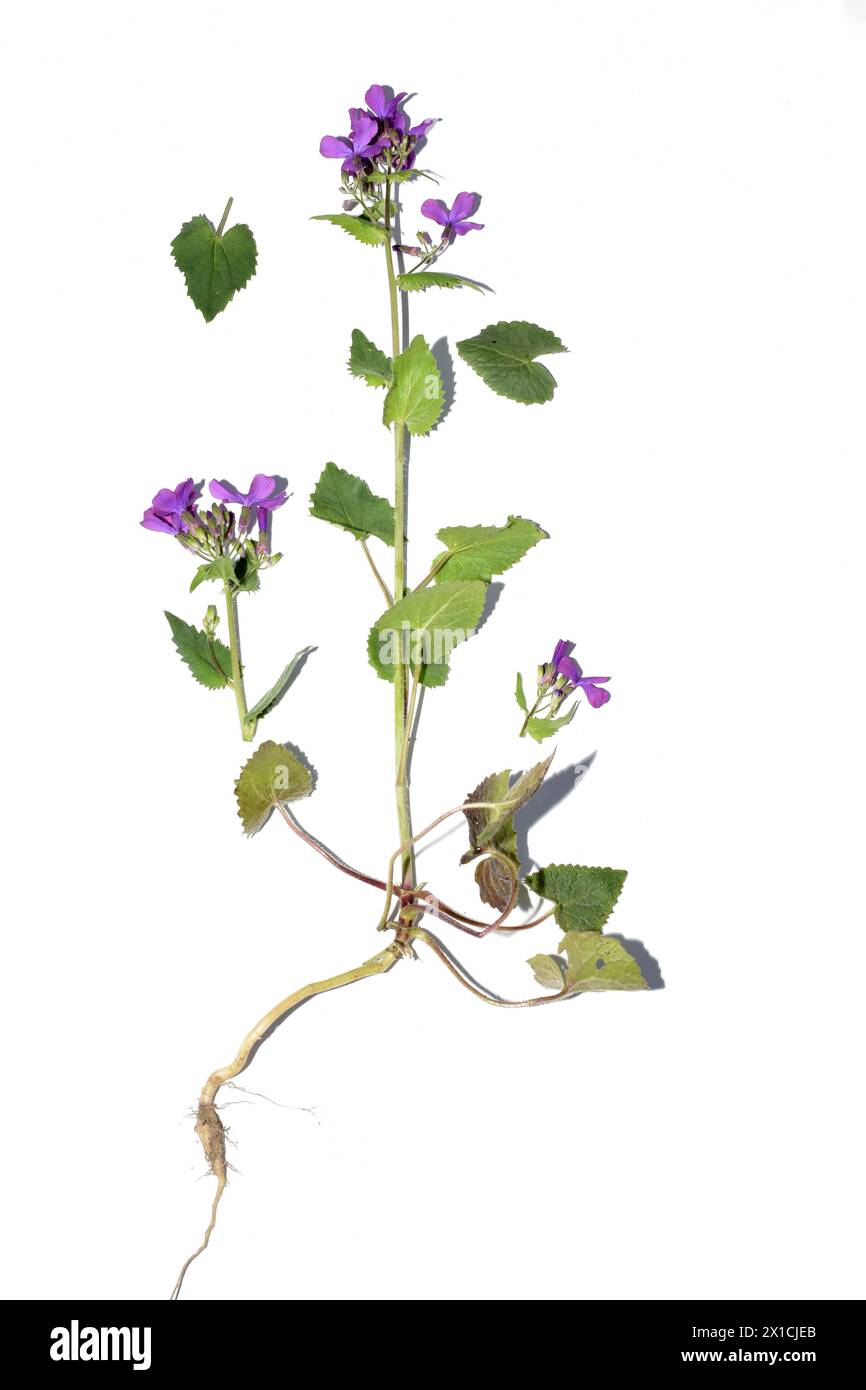 Herbarium. Lunaria annual flower, purple flowers, stem and root system. Stock Photo