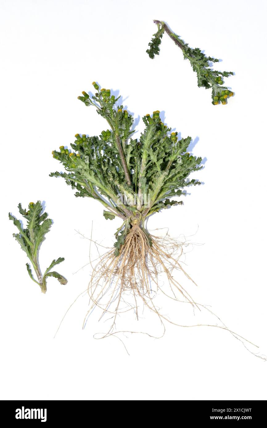 Herbarium. Common groundsel. The photo shows the flower stem, inflorescence, leaves and root system. Stock Photo