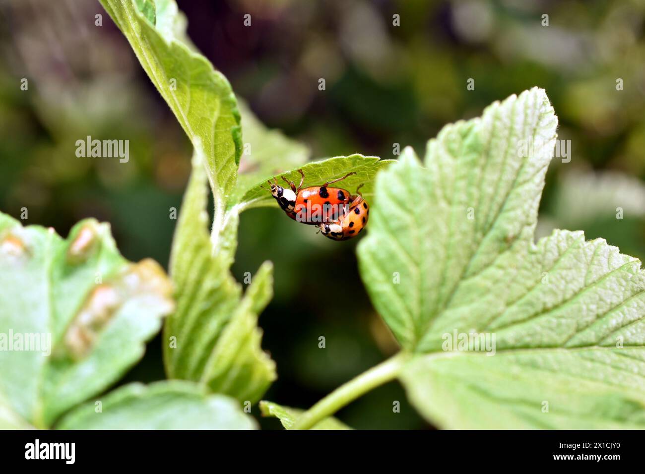 Two ladybugs breed on strawberry leaves. Stock Photo