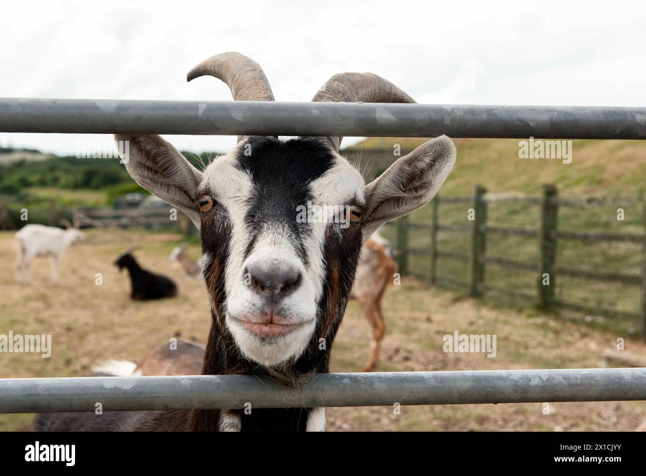 Domestic animal horned goat hi-res stock photography and images - Alamy